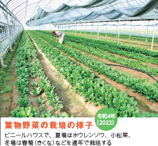 令和4年（2022）葉物野菜の栽培の様子　ビニールハウスで、夏場はホウレンソウ、小松菜、冬場は春菊（きくな）などを通年で栽培する