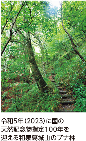 令和5年（2023）に国の天然記念物指定100年を迎える和泉葛城山のブナ林