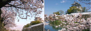 岸和田城の桜