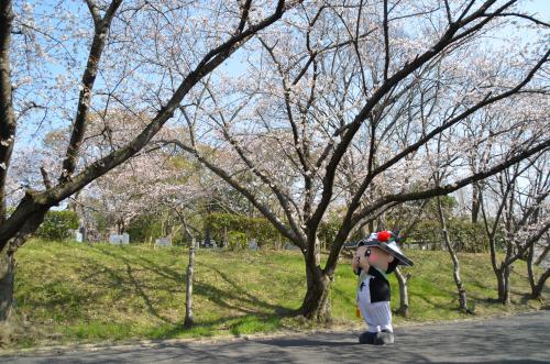 流木墓園の桜
