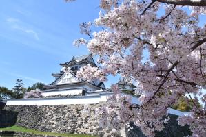 岸和田城と桜の写真