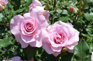 2輪のピンクのバラ