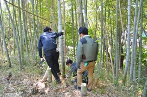 竹伐採の様子