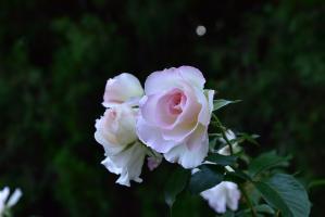 淡い白とピンクのバラ