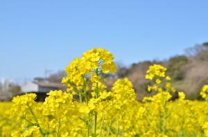 青空と黄色い花畑
