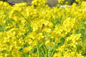 黄色い花にとまる1匹のミツバチ