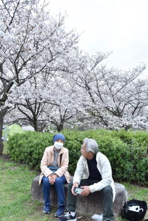 桜の木の下に座るご夫婦