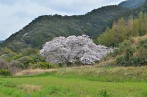 山間にある1本の桜の木