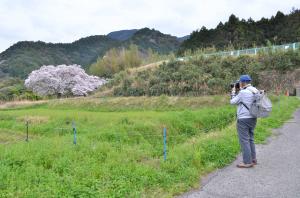桜をカメラで撮影する男性