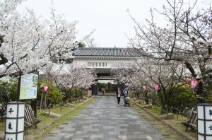 岸和田城の門と桜