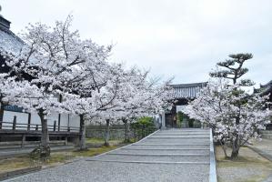 寺の中の桜