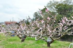 摘花後の桃の木