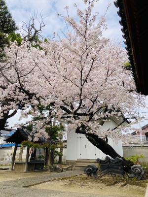 円成寺さんの桜が満開です