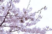 桜が満開の枝