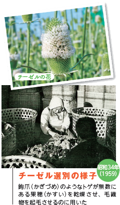 昭和34年（1959）チーゼル選別の様子　鉤爪（かぎづめ）のようなトゲが無数にある果穂（かすい）を乾燥させ、毛織物を起毛させるのに用いた