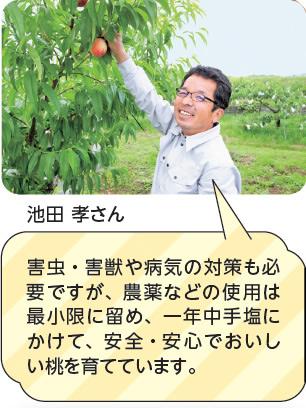 池田 孝さん　害虫・害獣や病気の対策も必要ですが、農薬などの使用は最小限に留め、一年中手塩にかけて、安全・安心でおいしい桃を育てています。