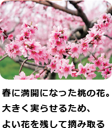 春に満開になった桃の花。大きく実らせるため、よい花を残して摘み取る