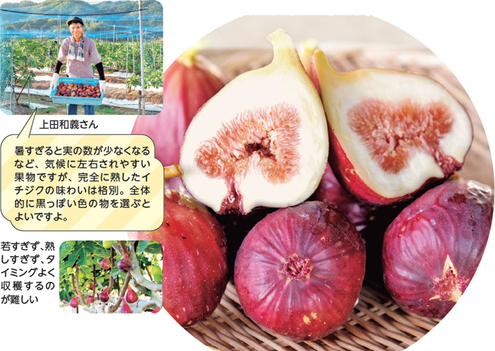 上田和義さん　暑すぎると実の数が少なくなるなど、気候に左右されやすい果物ですが、完全に熟したイ
チジクの味わいは格別。全体的に黒っぽい色の物を選ぶとよいですよ。若すぎず、熟しすぎず、タイミングよく収穫するのが難しい