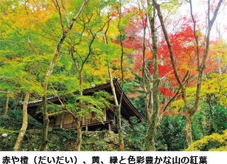 赤や橙（だいだい）、黄、緑と色彩豊かな山の紅葉