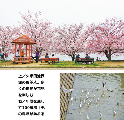 久米田池の画像。上／久米田池西堤の桜並木。多くの市民が花見を楽しむ　右／年間を通して100種以上もの鳥類が訪れる