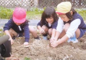 園児たちがおいもを掘っている写真です