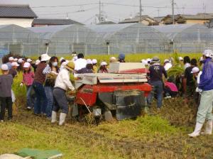 小学生が稲刈りをしている写真です