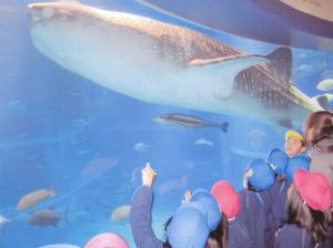 海遊館のジンベイザメを園児が見ている様子です