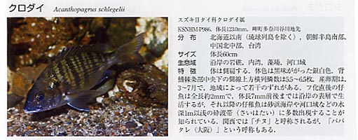 大阪湾の魚類（見本）