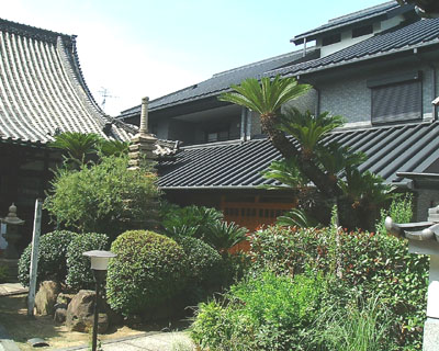 円教寺の蘇鉄の写真