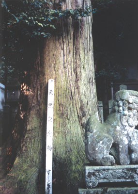 大沢神社の杉の画像
