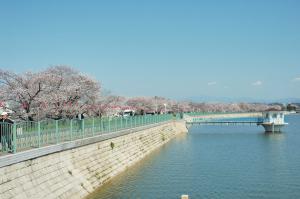 久米田池桜