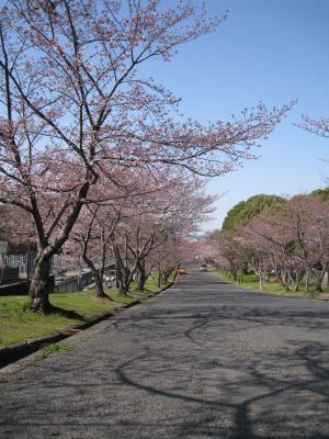 流木墓園桜並木みち