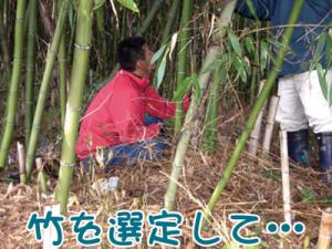 漁師さんが竹を選んでいます