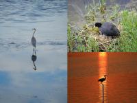 水鳥と久米田池