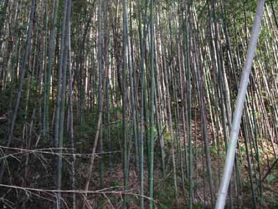 密生化した竹