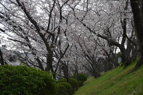 東ヶ丘町の桜