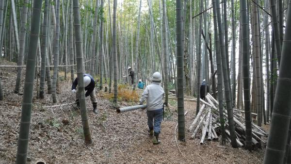 竹伐採中