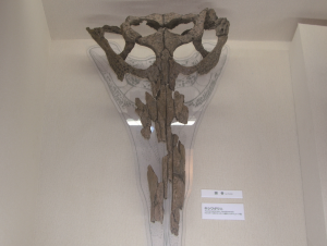 キシワダワニ骨格標本