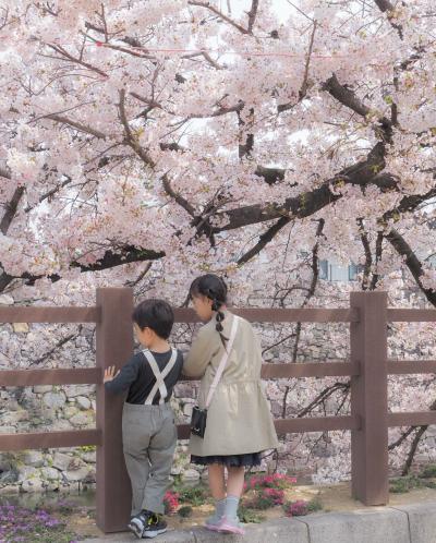 満開の桜とその前に立つ2人の子ども