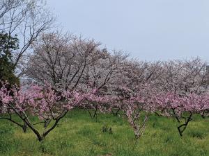 桃と桜そろい咲き（包近町）