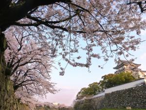 岸和田城堀端の桜並木