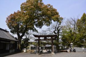 積川神社の椋と楠