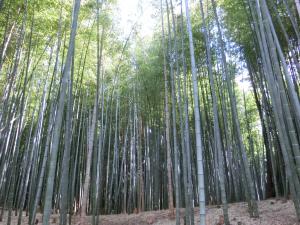 竹林の写真1