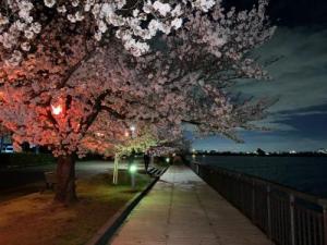 桜並木を眺める久米田池遊歩道