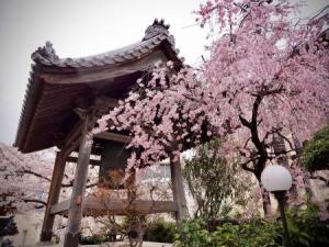 正覚寺の鐘楼と枝垂れ桜写真