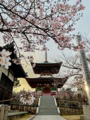 久米田寺の多宝塔写真