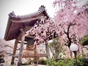 正覚寺の鐘楼と枝垂れ桜