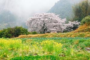 山間部にある一本桜