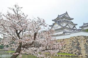 桜と岸和田城の写真