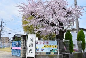 東光幼稚園の桜の木